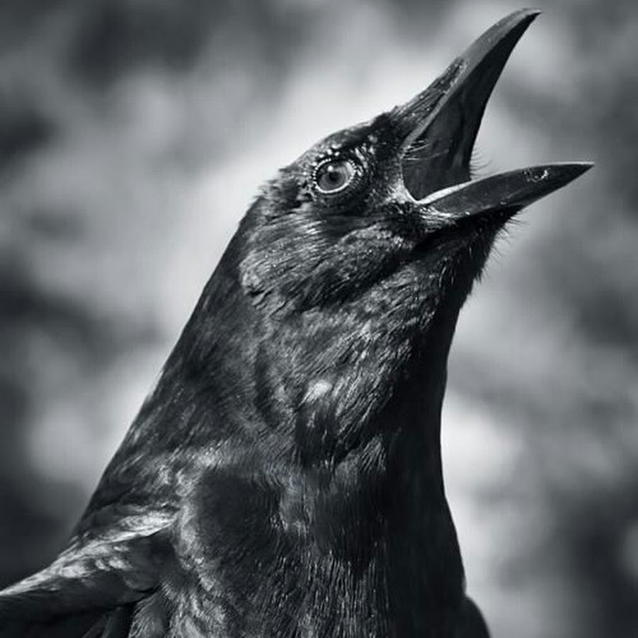 Черный ворон с открытым клювом