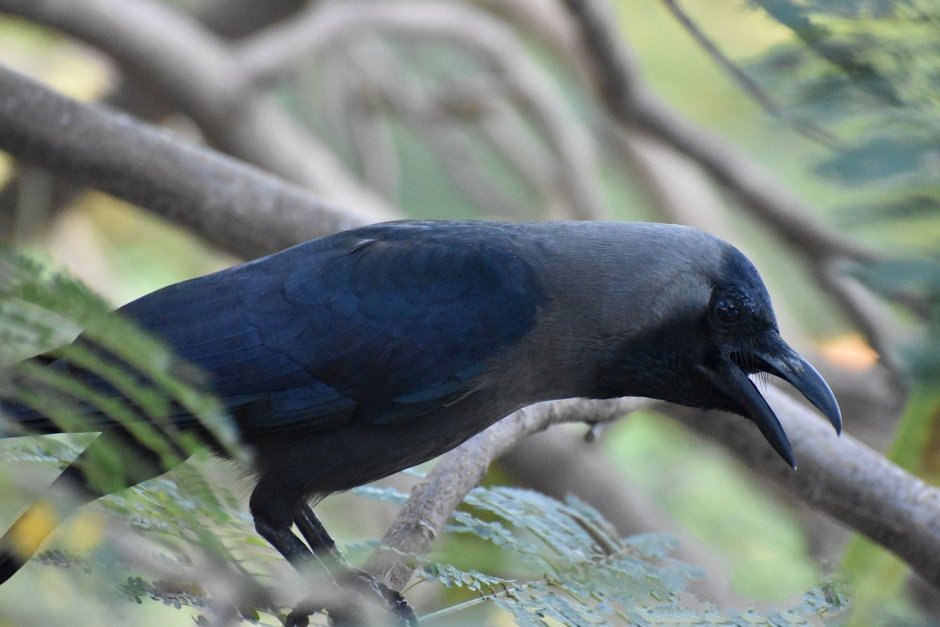 Австралийский ворон