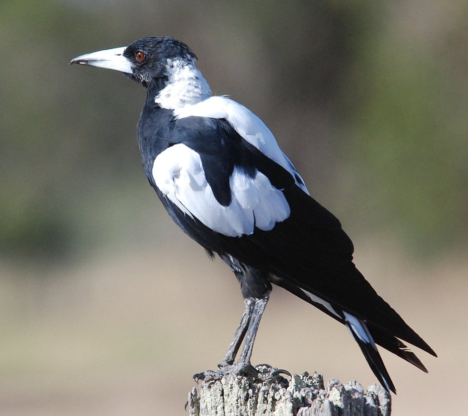 Австралийский ворон Свистун