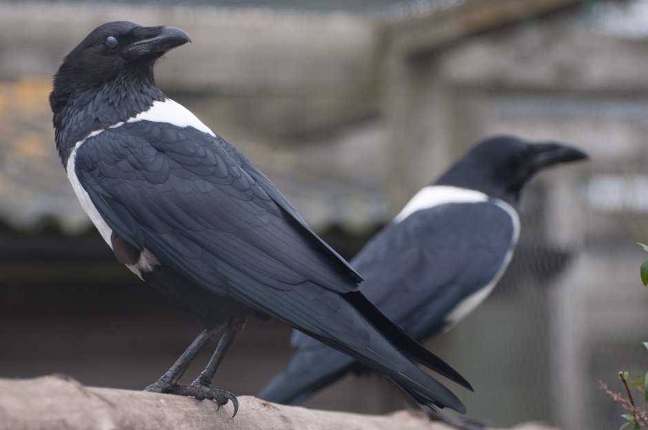 Бело-Пегий ворон