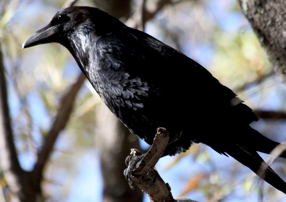 Пятнистая ворона