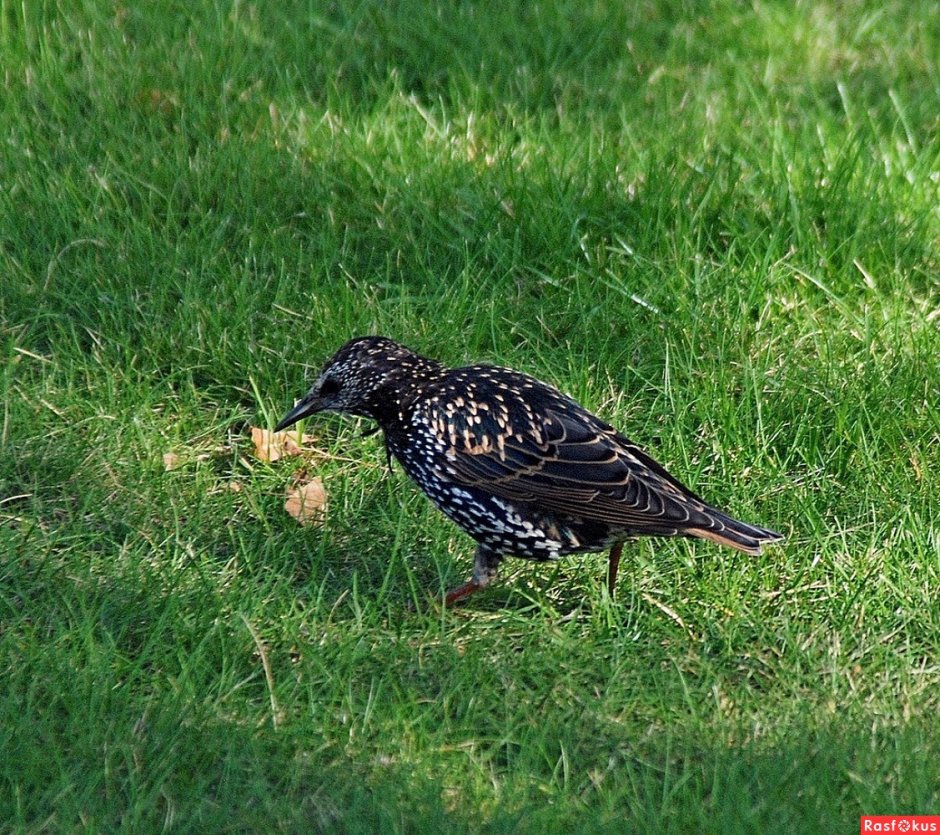 Волк и ворона