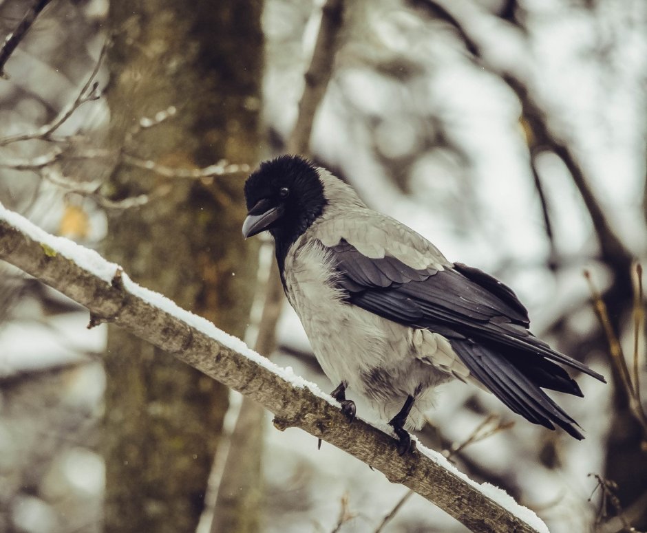Пятнистый ворон