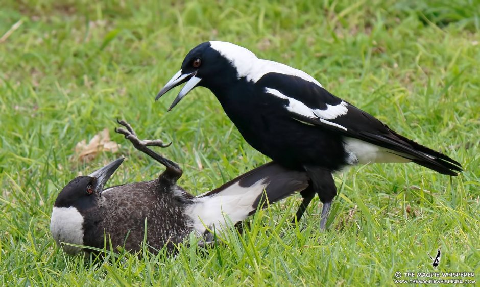 Австралийская певчая сорока