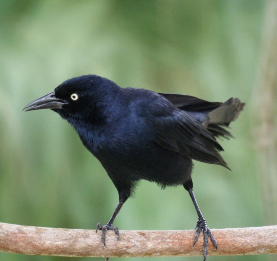 Черная птичка