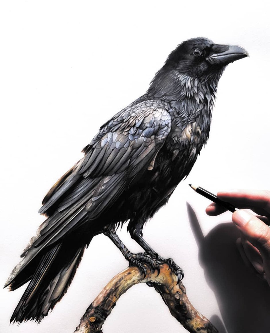 Ворон арт