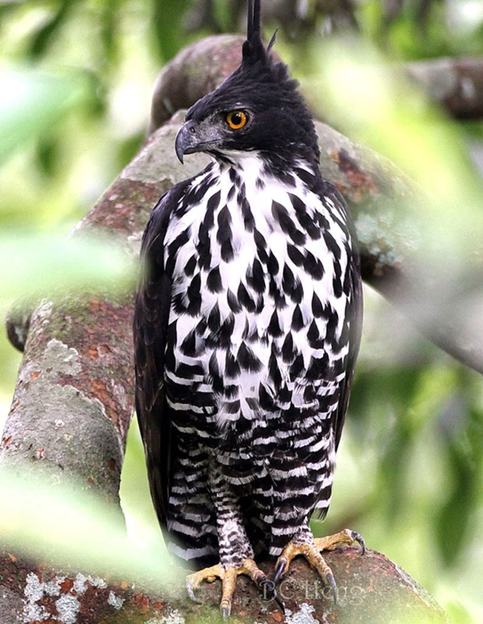 Хохлатый Орлан