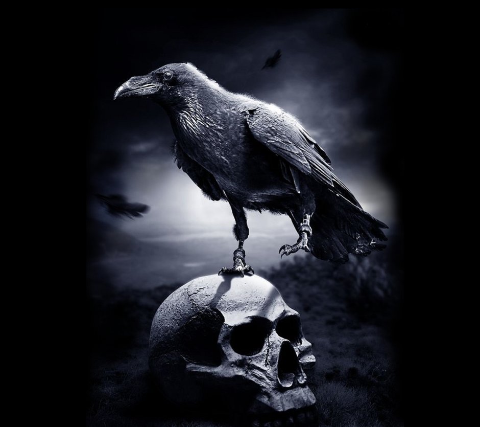 Новокаледонский ворон