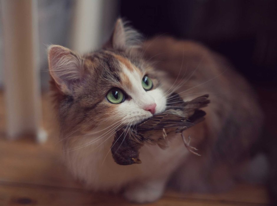Котенок и мышонок