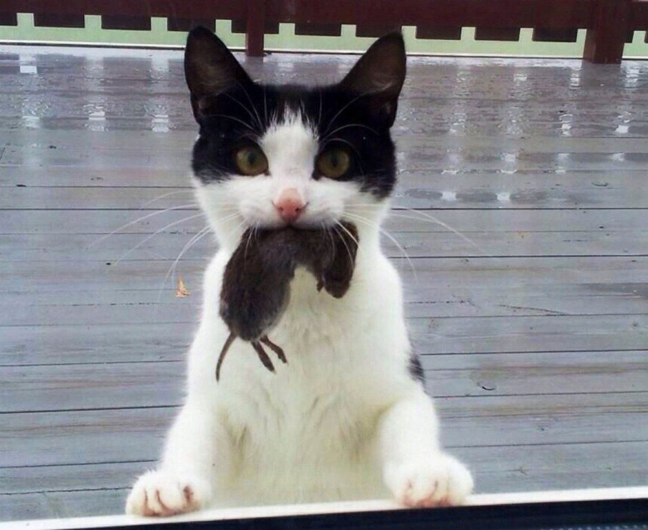Кот с мышью в зубах