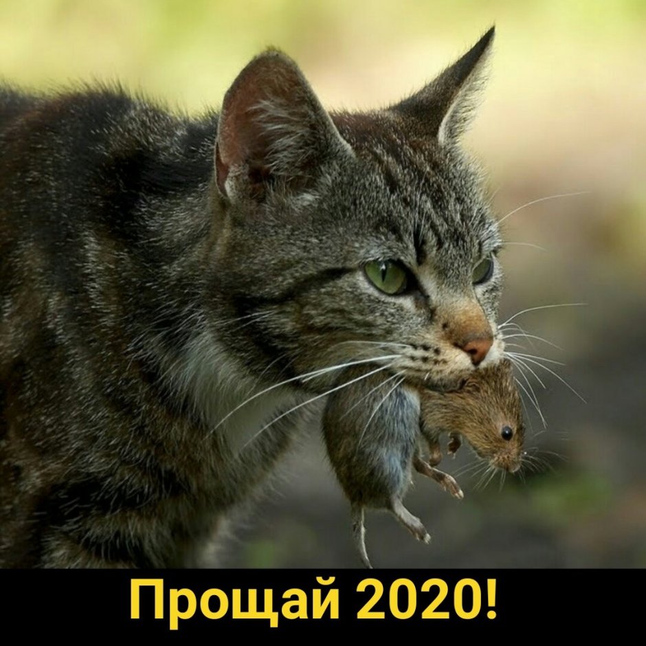 Кот с мышью в зубах