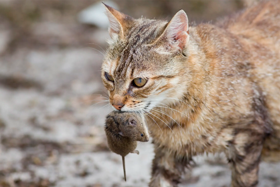 Кошка с мышкой в зубах