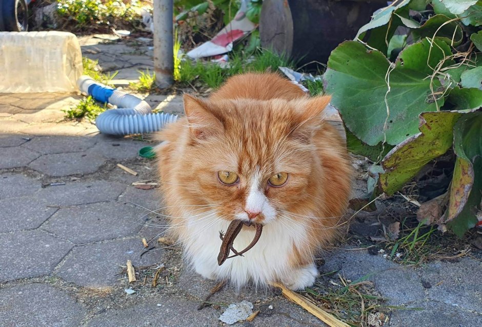 Черная кошка с котятами