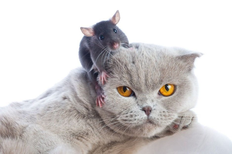 Кот с мышью в зубах