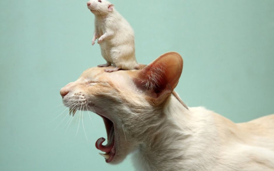 Котенок с мышкой