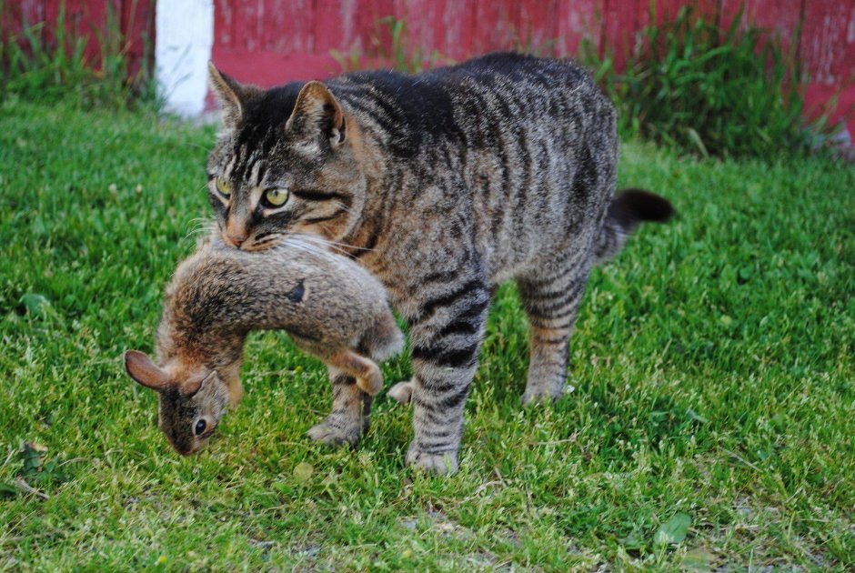 Кот боится мышей