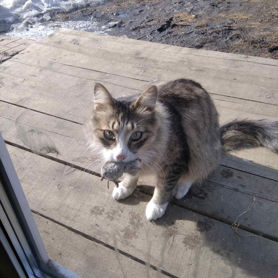 Кот принес мышь в дом