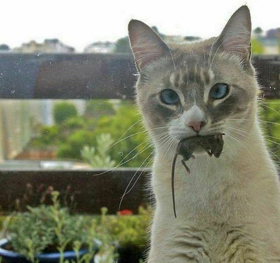Кошка несет котенка