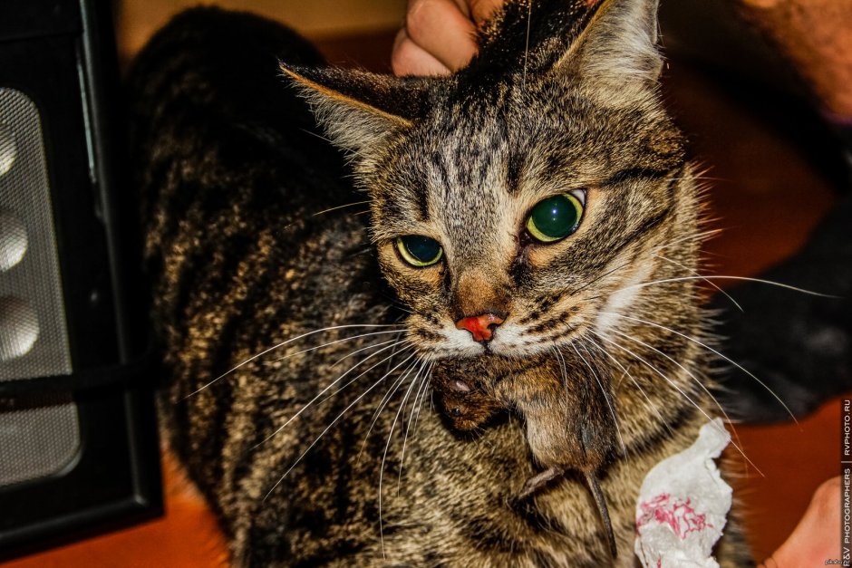 Кошка с птичкой в зубах
