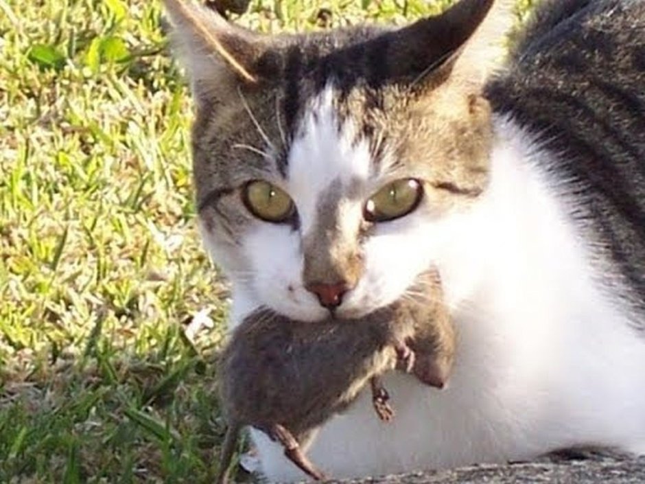 Играющий котенок