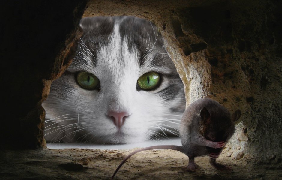 Кошка охотится