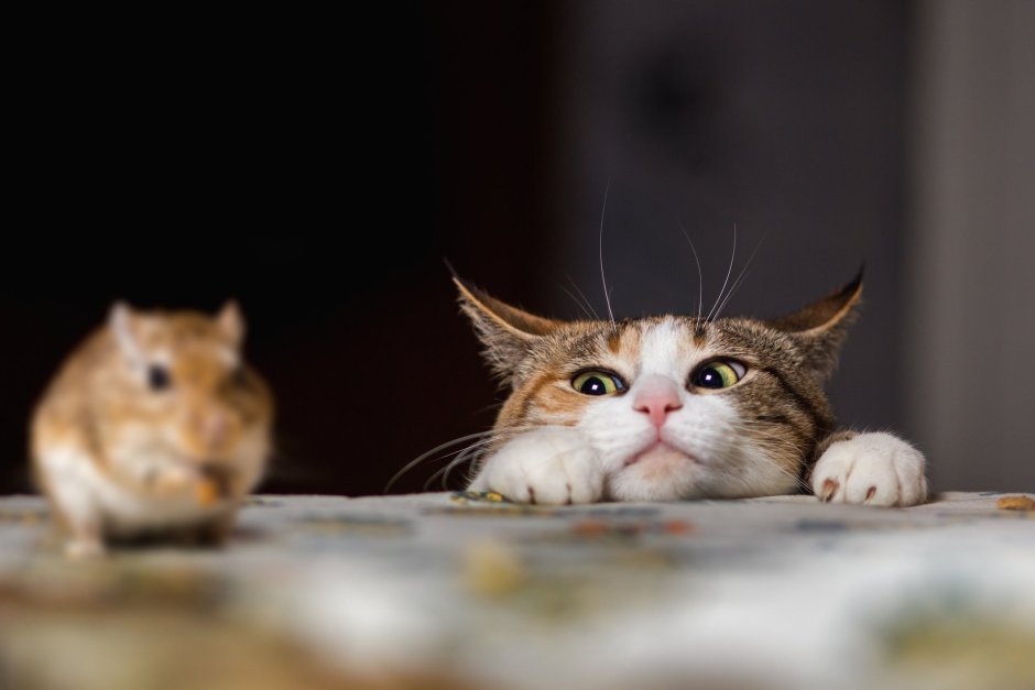 Кот боится мышей