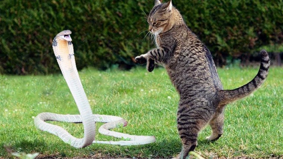 Кошка атакует