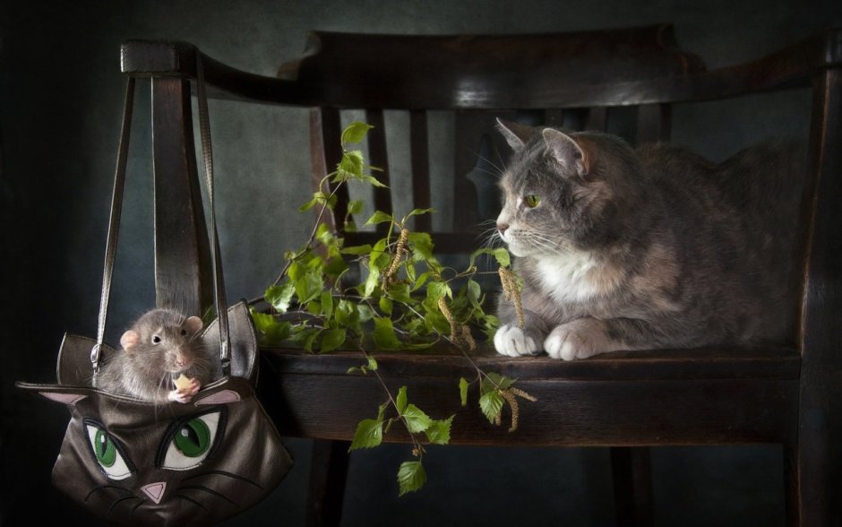 Художественные фотографии кошек
