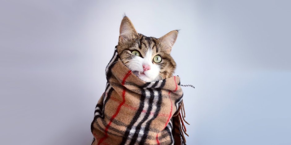 Котенок в шарфе