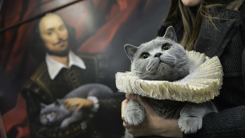 Жабо у кошек