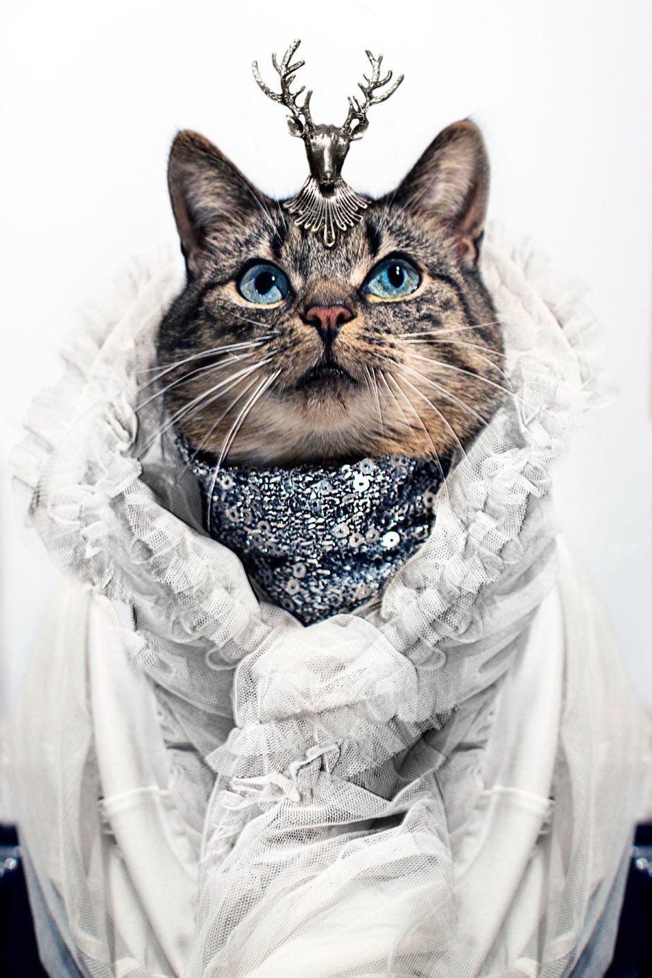 Чеширский кот