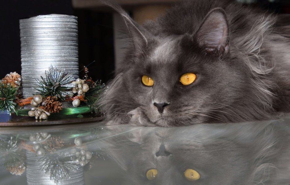 Кот Минимализм