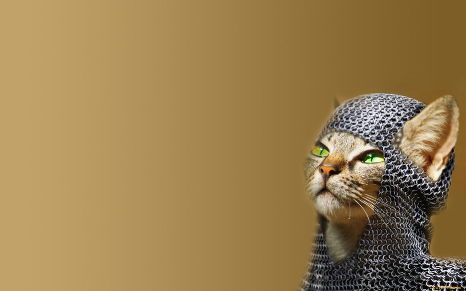 Кот Гарри Поттер