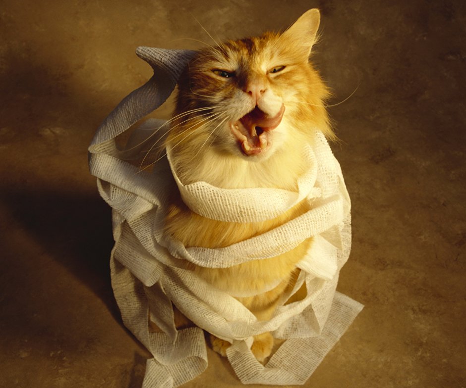 Аниме девочки кошки