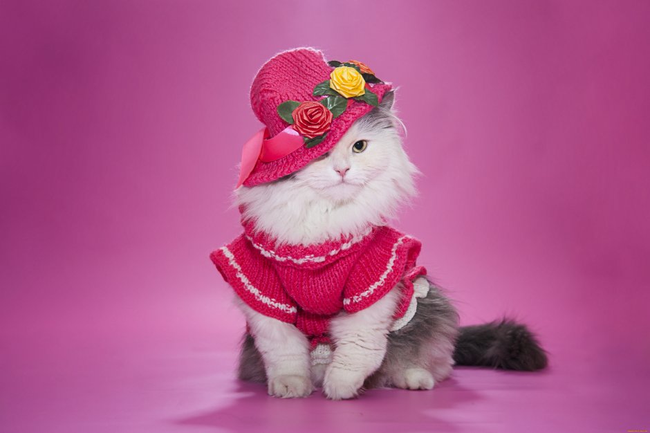Коты в исторических костюмах