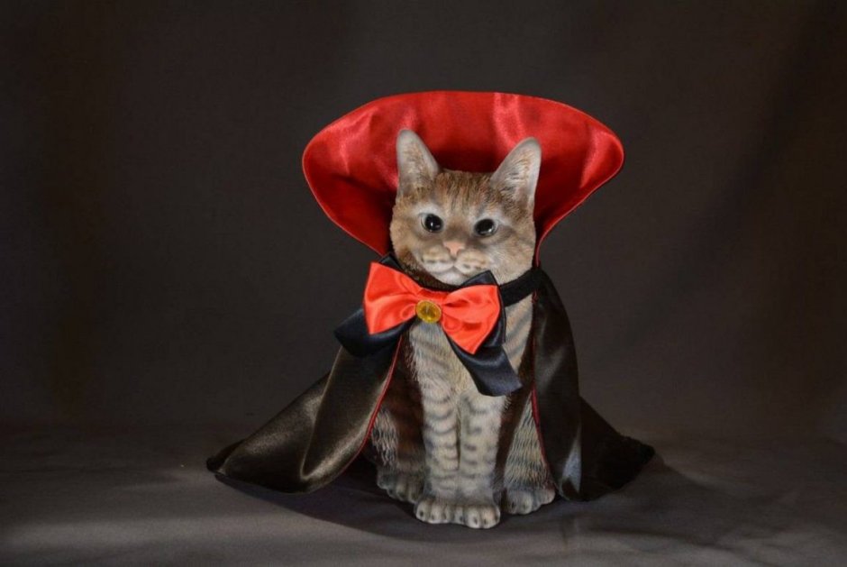 Коты в шляпе и очках
