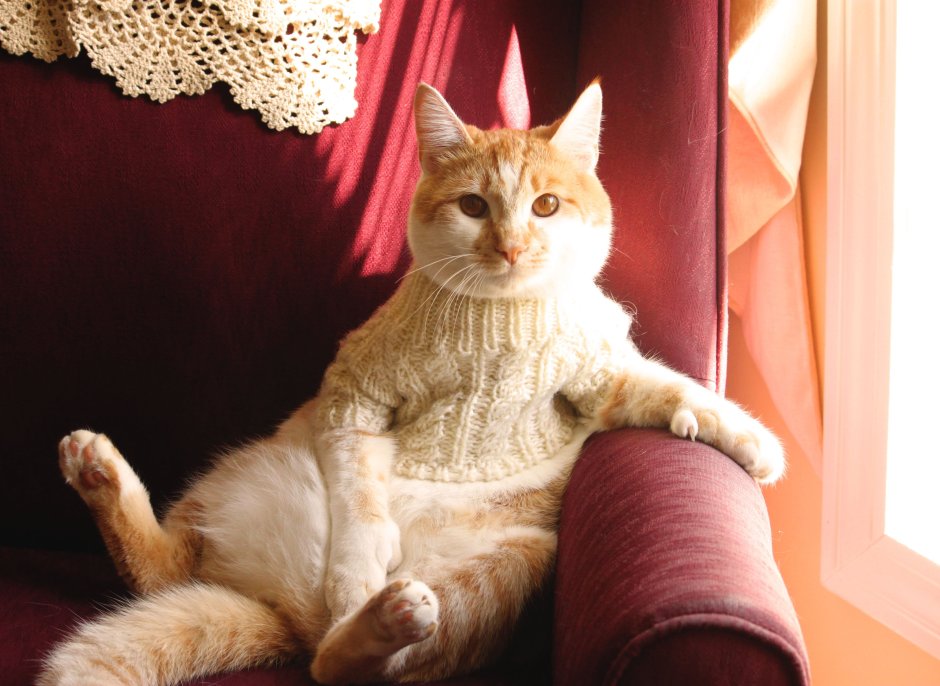Деловой кот