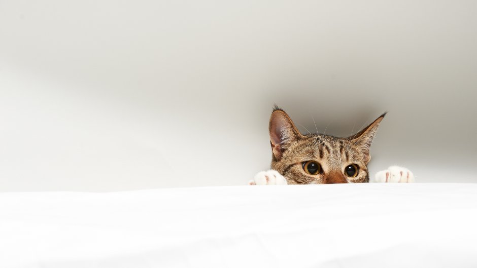 Кошка вискас