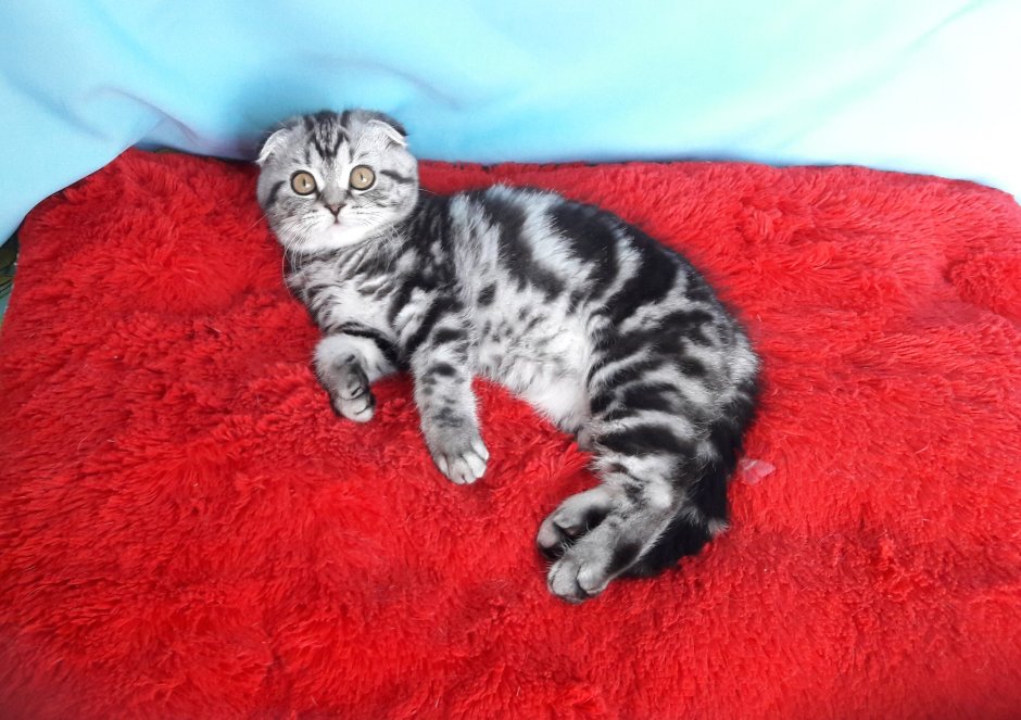 Шотландский кот вислоухий мраморный вискас