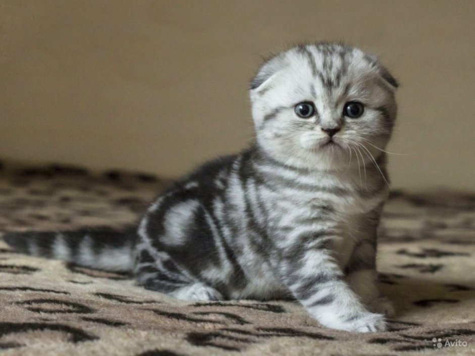 Мраморные котята шотландцы вислоухие