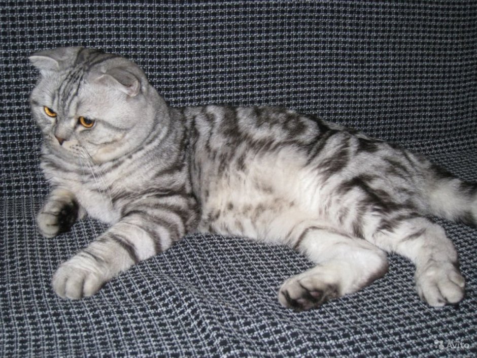 Вислоухий шотландец мраморный