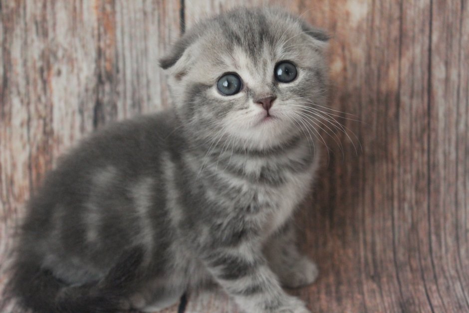 Скоттиш фолд голубой мрамор