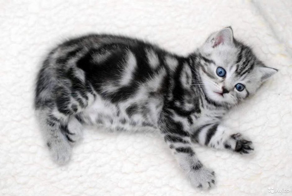 Мраморные котята шотландцы