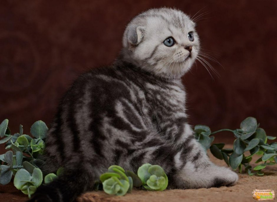 Шотландская мраморная кошка
