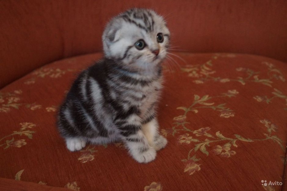 Мраморные котята шотландцы вислоухие