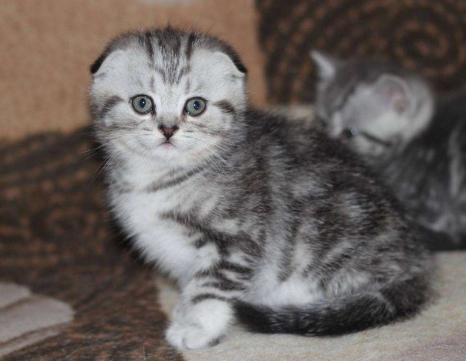 Котенок вислоухий шотландец 2 месяца