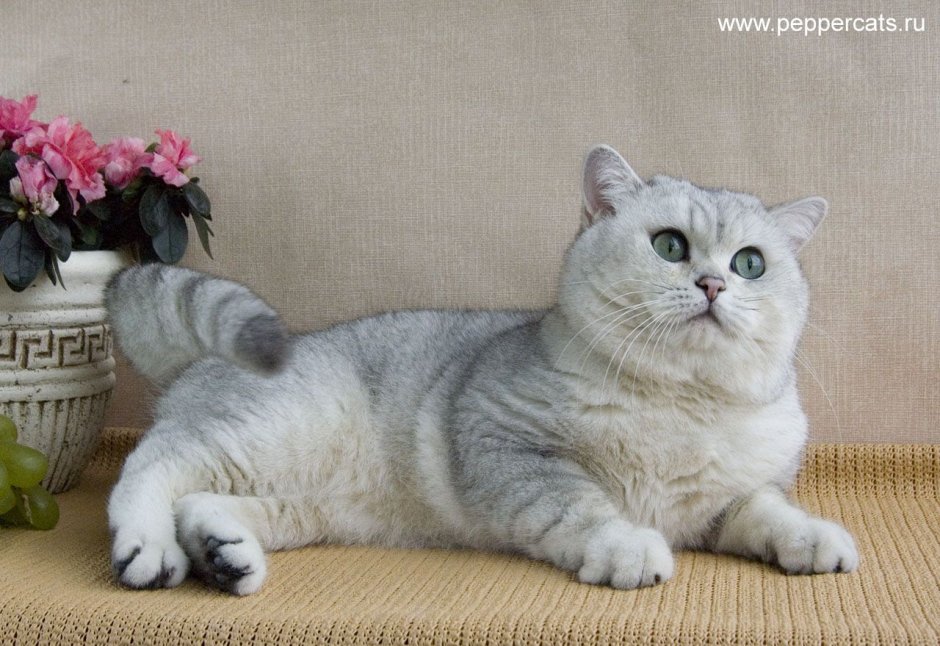 Британская короткошёрстная серебристая шиншилла