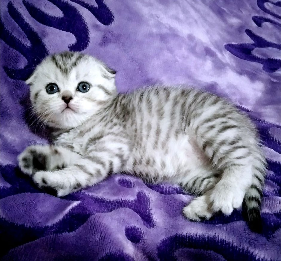 Скоттиш фолд мраморный