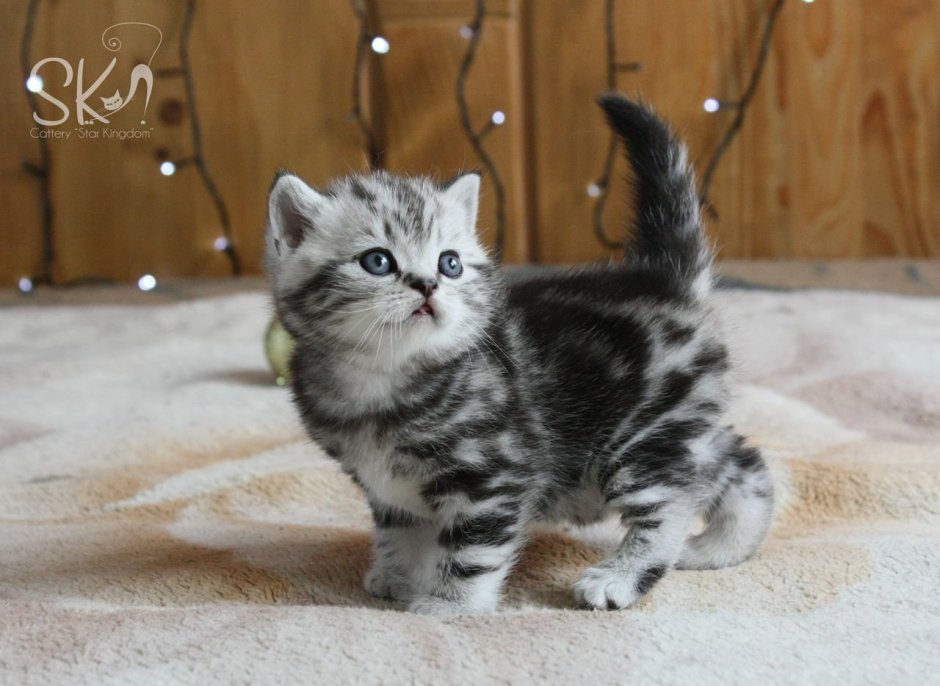 Скоттиш мраморный