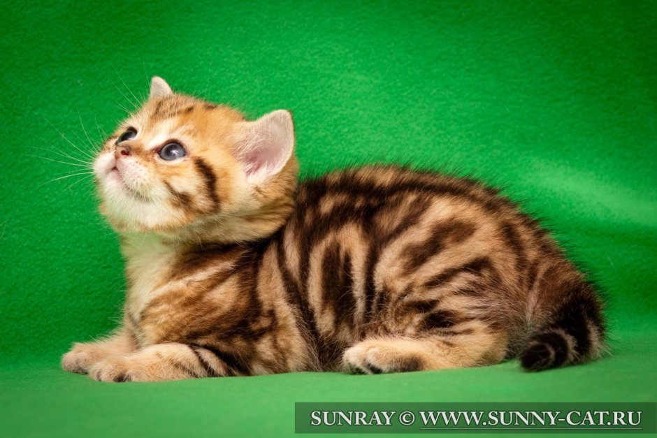 Шотландская мраморная кошка Золотая